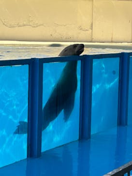 伊豆・三津シーパラダイスに投稿された画像（2024/9/12）