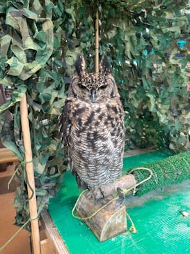 いきもの探検隊上尾に投稿された画像（2024/9/12）