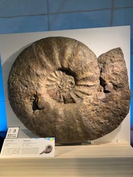 巨大恐竜展2024に投稿された画像（2024/9/12）