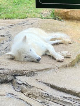 那須どうぶつ王国に投稿された画像（2024/9/12）