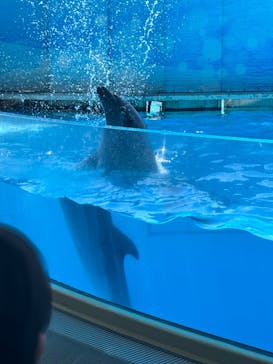 新江ノ島水族館に投稿された画像（2024/9/12）