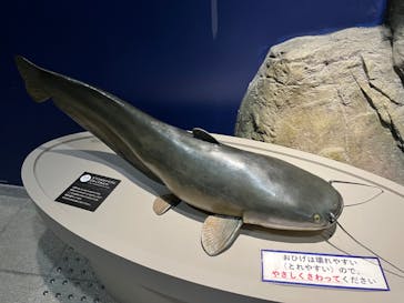 滋賀県立琵琶湖博物館に投稿された画像（2024/9/12）