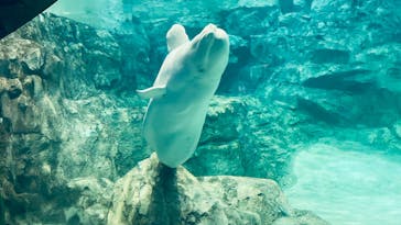 名古屋港水族館に投稿された画像（2024/9/12）