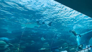 名古屋港水族館に投稿された画像（2024/9/12）