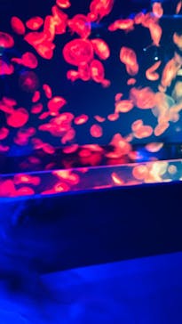 名古屋港水族館に投稿された画像（2024/9/12）