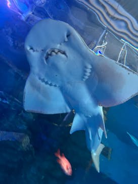 マクセル アクアパーク品川に投稿された画像（2024/9/12）