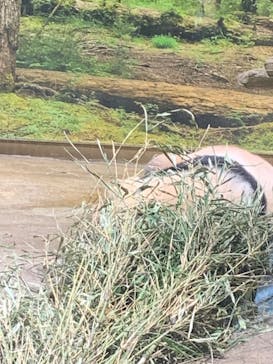 恩賜上野動物園に投稿された画像（2024/9/12）