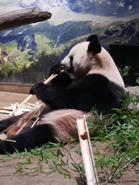 恩賜上野動物園に投稿された画像（2024/9/12）