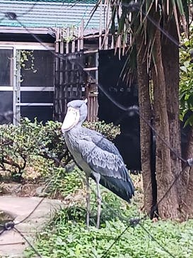 恩賜上野動物園に投稿された画像（2024/9/12）