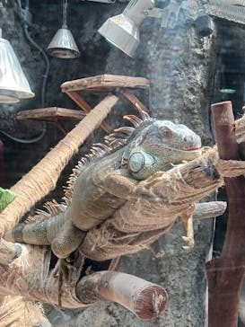 恩賜上野動物園に投稿された画像（2024/9/12）