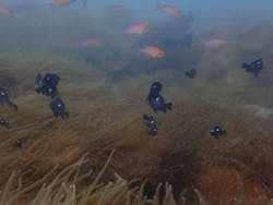 沖ノ島ダイビングサービスマリンスノーに投稿された画像（2024/9/12）