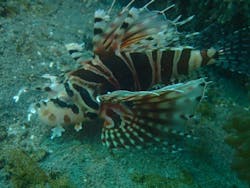 沖ノ島ダイビングサービスマリンスノーに投稿された画像（2024/9/12）