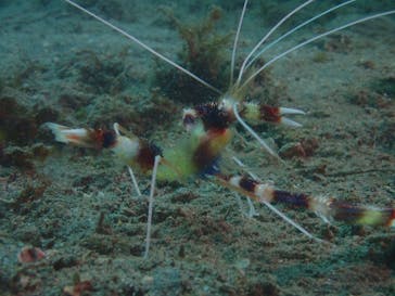 沖ノ島ダイビングサービスマリンスノーに投稿された画像（2024/9/12）