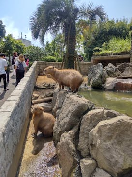 伊豆シャボテン動物公園に投稿された画像（2024/9/12）
