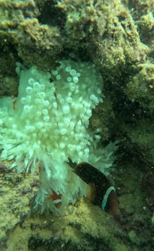 沖縄マリンサービス碧に投稿された画像（2024/9/12）