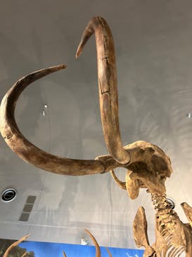 福井県立恐竜博物館に投稿された画像（2024/9/12）