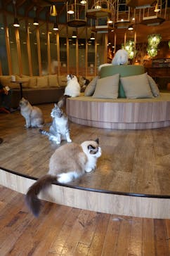 猫カフェモカ　秋葉原店に投稿された画像（2024/9/13）