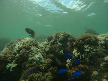 武藤潜水に投稿された画像（2024/9/13）