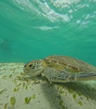 nico 宮古島に投稿された画像（2024/9/13）