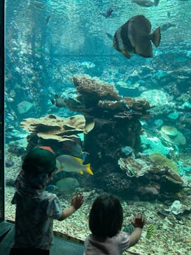 串本海中公園水族館に投稿された画像（2024/9/13）