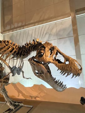 巨大恐竜展2024に投稿された画像（2024/9/13）