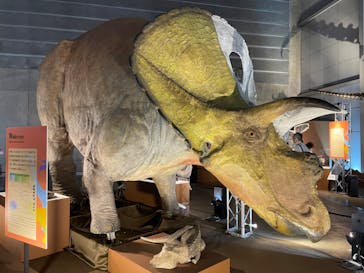 巨大恐竜展2024に投稿された画像（2024/9/13）