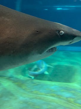 アクアワールド茨城県大洗水族館に投稿された画像（2024/9/13）