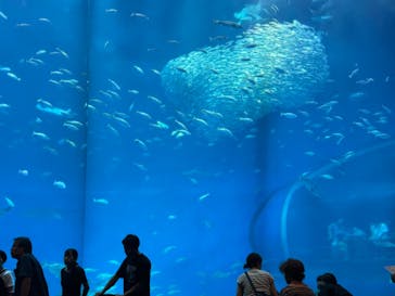 アクアワールド茨城県大洗水族館に投稿された画像（2024/9/13）