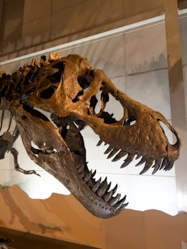 巨大恐竜展2024に投稿された画像（2024/9/13）