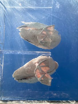 サンシャイン水族館に投稿された画像（2024/9/13）