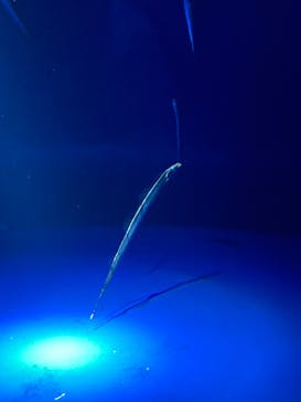 サンシャイン水族館に投稿された画像（2024/9/13）