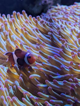 DMMかりゆし水族館に投稿された画像（2024/9/13）