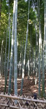 偕楽園本園に投稿された画像（2024/9/13）