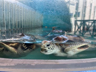 串本海中公園水族館に投稿された画像（2024/9/13）