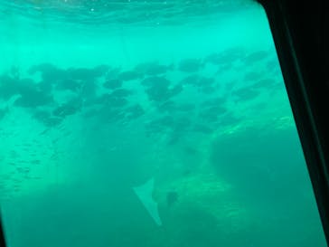 串本海中公園水族館に投稿された画像（2024/9/13）