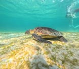 COCO宮古島に投稿された画像（2024/9/13）