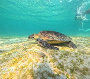 COCO宮古島に投稿された画像（2024/9/13）