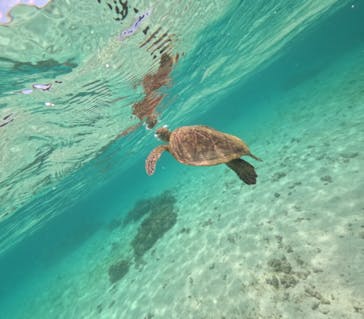 COCO宮古島に投稿された画像（2024/9/13）