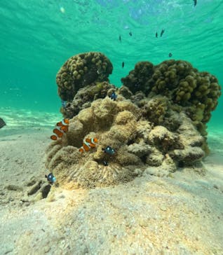 COCO宮古島に投稿された画像（2024/9/13）