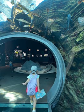 上越市立水族博物館 うみがたりに投稿された画像（2024/9/13）