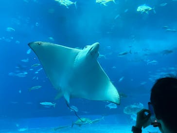 沖縄美ら海水族館に投稿された画像（2024/9/13）