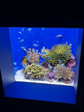 沖縄美ら海水族館に投稿された画像（2024/9/13）