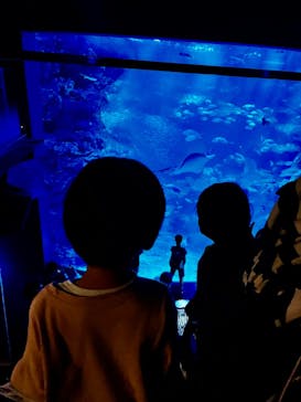 京都鉄道博物館×京都水族館に投稿された画像（2024/9/13）