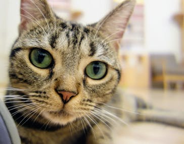 猫カフェモカ　イオンモール水戸内原店に投稿された画像（2024/9/14）