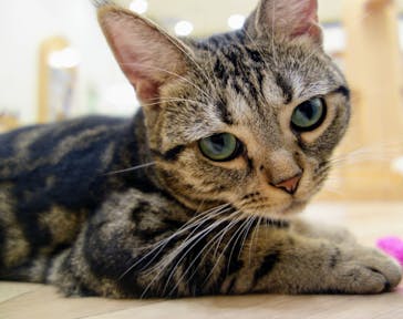 猫カフェモカ　イオンモール水戸内原店に投稿された画像（2024/9/14）