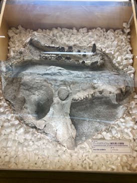 福井県立恐竜博物館に投稿された画像（2024/9/14）