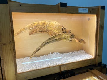 福井県立恐竜博物館に投稿された画像（2024/9/14）