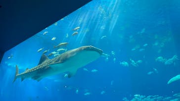 沖縄美ら海水族館に投稿された画像（2024/9/14）