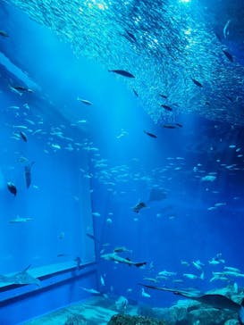アクアワールド茨城県大洗水族館に投稿された画像（2024/9/14）