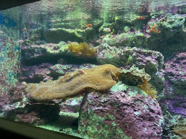 サンシャイン水族館に投稿された画像（2024/9/14）